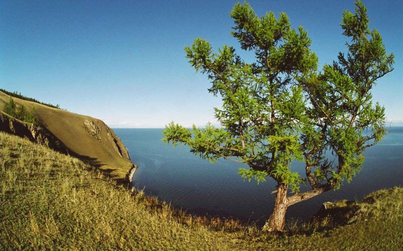siberia dmfull22.jpg